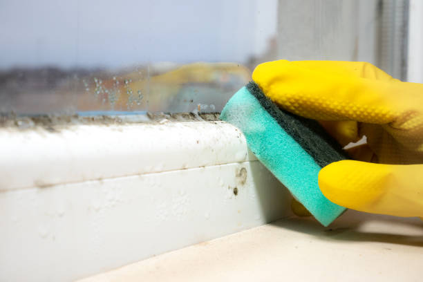 Best Post-Flood Mold Remediation in Newburgh Heights, OH