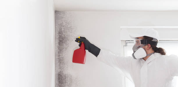 Best Industrial Mold Remediation in Newburgh Heights, OH