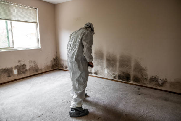 Best Crawl Space Mold Remediation in Newburgh Heights, OH