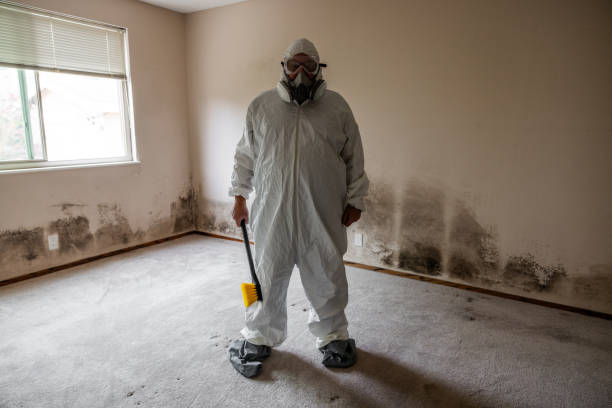 Best Basement Mold Remediation in Newburgh Heights, OH