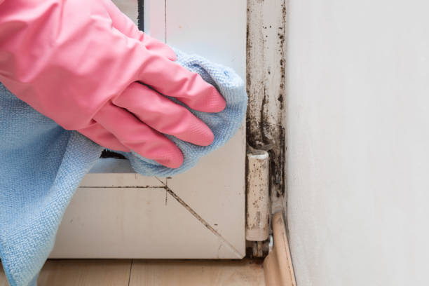 Best Black Mold Remediation in Newburgh Heights, OH